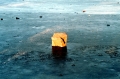 1995Oslo1a